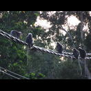 Ein kleiner Teil einer Affenhorde